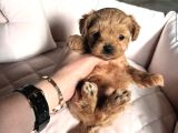 TEA CUP MALTİPOO BEBEKLER