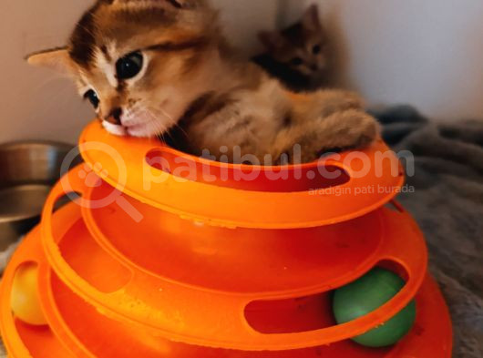 Küçük Prens Ve Prensesleri̇m görsel