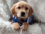 Baby Face Golden Bebekler