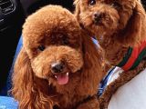 Red Brown Toy Poodle