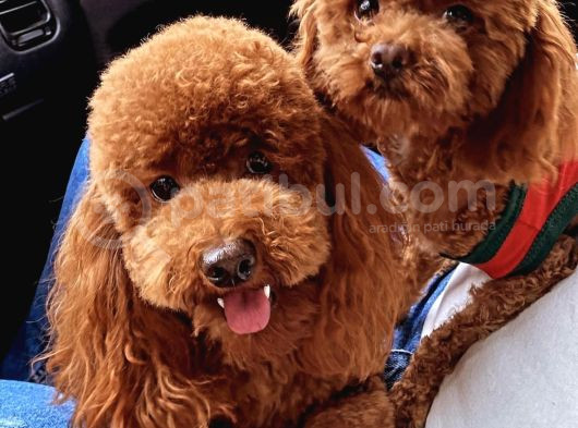 Red Brown Toy Poodle görsel