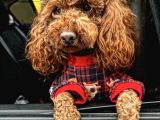 red brown toy poodle
