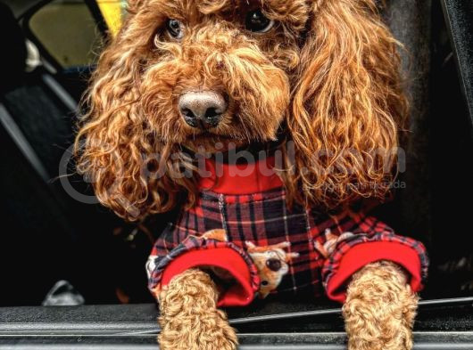 Red Brown Toy Poodle