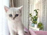 British Shorthair Silver  Bebekler
