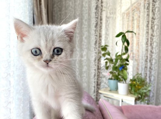 British Shorthair Silver  Bebekler görsel