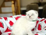 Scottish Fold Silver Point Yavrular