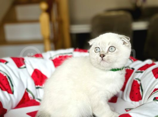 Scottish Fold Silver Point Yavrular görsel