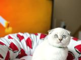 Scottish Fold Silver Point Yavrular