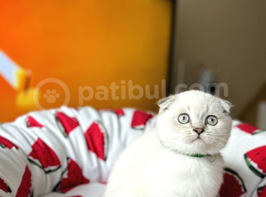 Scottish Fold Silver Point Yavrular görsel