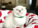 Scottish Fold Silver Point Yavrular