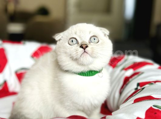 Scottish Fold Silver Point Yavrular görsel