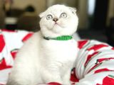 Scottish Fold Silver Point Yavrular