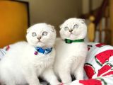 Scottish Fold Silver Point Yavrular