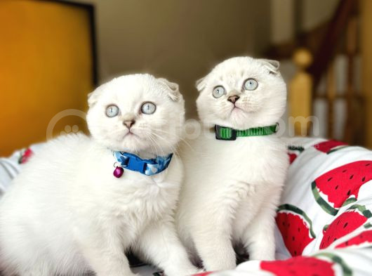 Scottish Fold Silver Point Yavrular