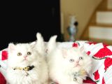 british longhair Kar Beyazı Yavrular