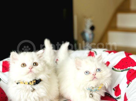 British Longhair Kar Beyazı Yavrular