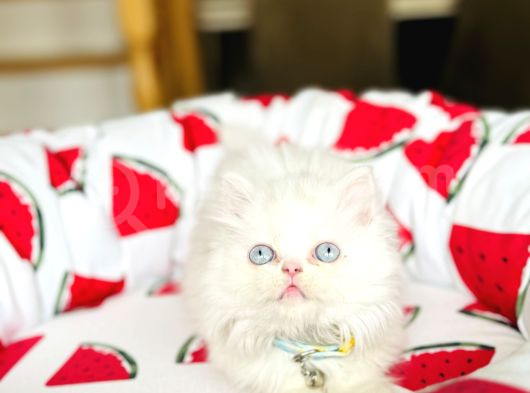 British Longhair Kar Beyazı Yavrular görsel