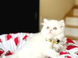 British Longhair Kar Beyazı Yavrular