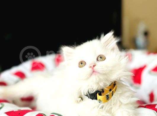 British Longhair Kar Beyazı Yavrular görsel