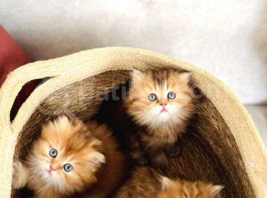 Safkan Ful Şecereli Golden British Longhair Bebeklerim