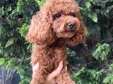 3 Kg  Kore Toy Poodle Oğluma Eş