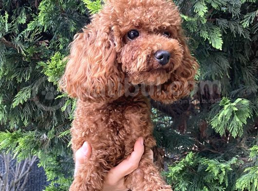 3 Kg  Kore Toy Poodle Oğluma Eş görsel
