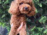 3 kg  Kore Toy Poodle Oğluma Eş