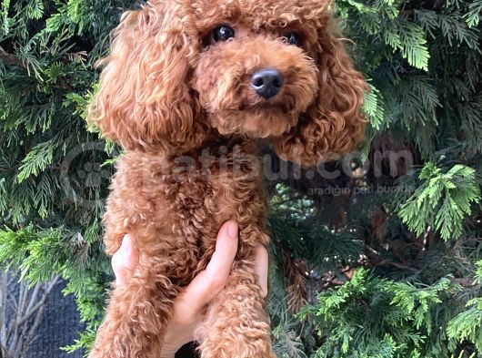 3 Kg  Kore Toy Poodle Oğluma Eş