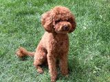 3 Kg  Kore Toy Poodle Oğluma Eş