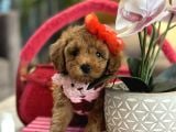Irk Garantili Poodle Kokoş