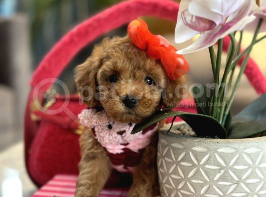 Irk Garantili Poodle Kokoş görsel
