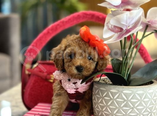Irk Garantili Poodle Kokoş
