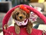 Irk Garantili Poodle Kokoş