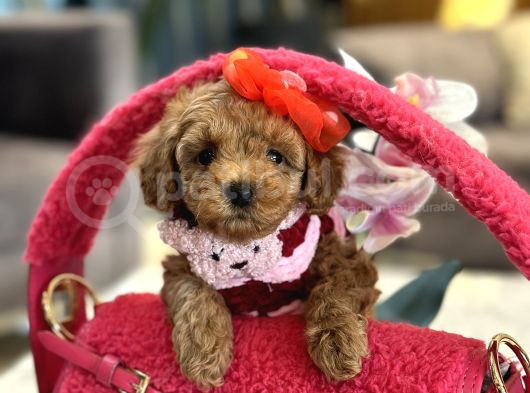 Irk Garantili Poodle Kokoş görsel
