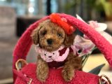 Irk Garantili Poodle Kokoş