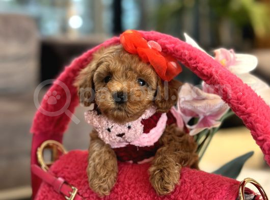 Irk Garantili Poodle Kokoş görsel
