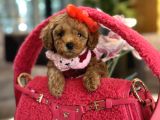Irk Garantili Poodle Kokoş