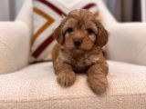Orjinal maltipoo bebeğim