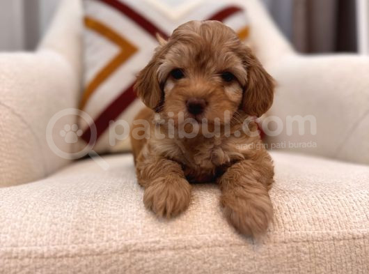 Orjinal Maltipoo Bebeğim