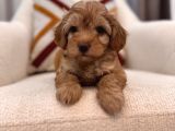 Orjinal Maltipoo Bebeğim