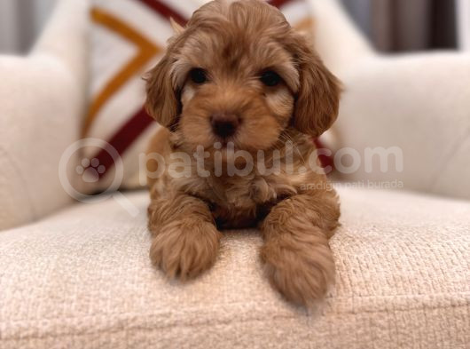 Orjinal Maltipoo Bebeğim görsel