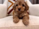 Orjinal Maltipoo Bebeğim