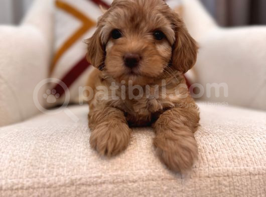 Orjinal Maltipoo Bebeğim görsel