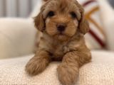 Orjinal Maltipoo Bebeğim