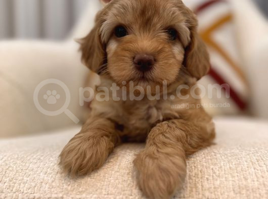 Orjinal Maltipoo Bebeğim görsel