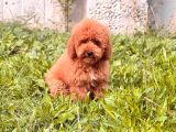 Mini boy puppy kıpkırmızı Red TOOY POODLE 