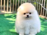 Pomeranian Boo Teddy Bear Ayi Surat Orjinal Büyümez