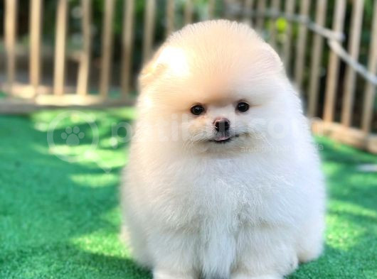 Pomeranian Boo Teddy Bear Ayi Surat Orjinal Büyümez görsel