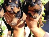 Rottweiler Yavruları