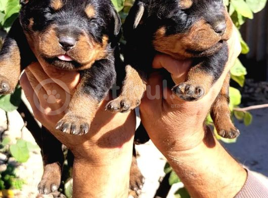 Rottweiler Yavruları görsel